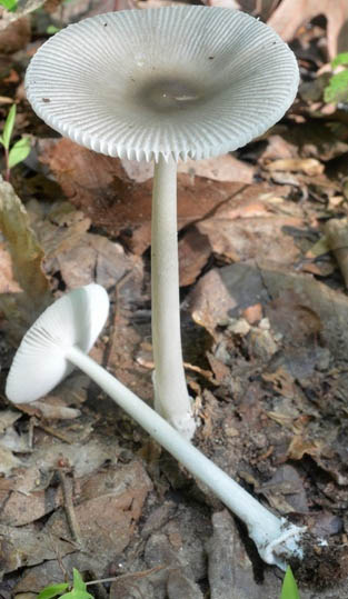 Amanita batonrougensis