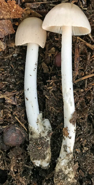 Amanita bensonensis