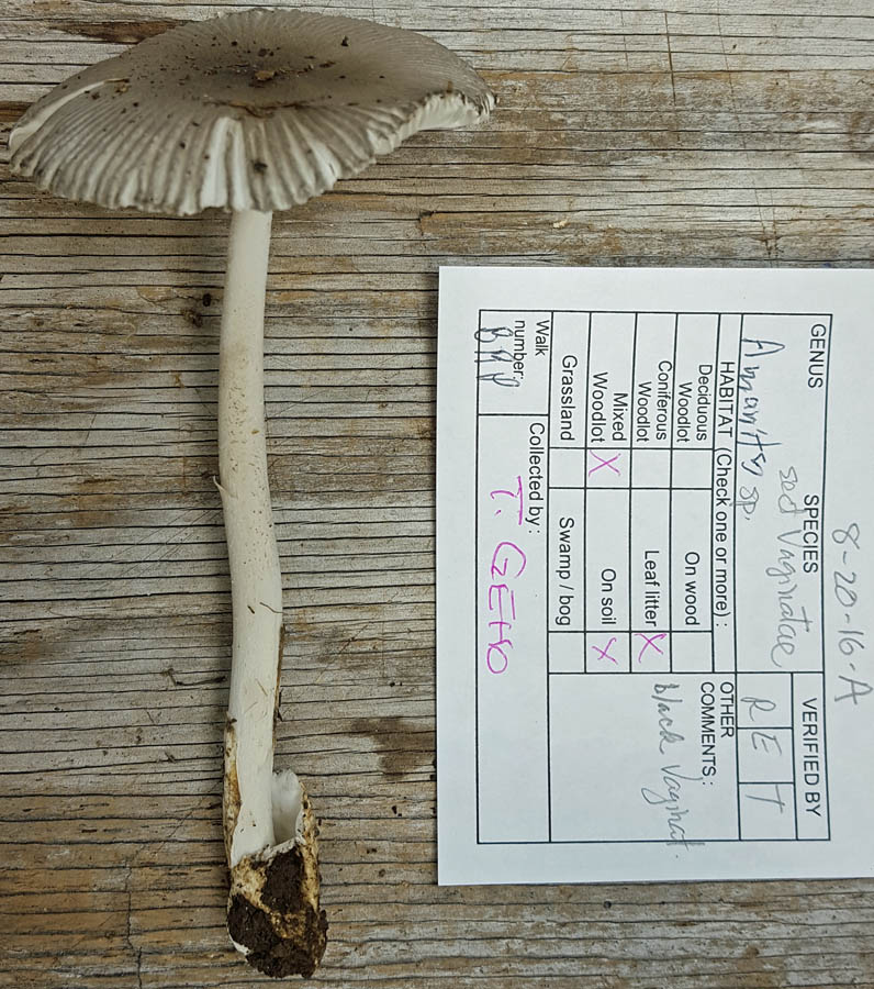 Amanita blueridgensis