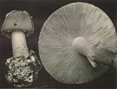 Amanita brunnescens var. straminea &nbsp;