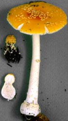Amanita frostiana (Peck)
Sacc.