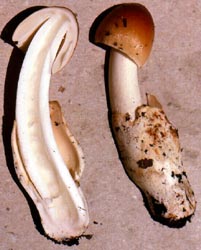 Amanita fulva sensu auct.
amer.