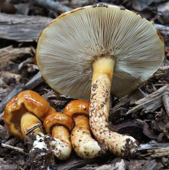 Limacella glischra, Vonore, Monroe Co., Tennessee, U.S.S.&nbsp; (RET 509-9)