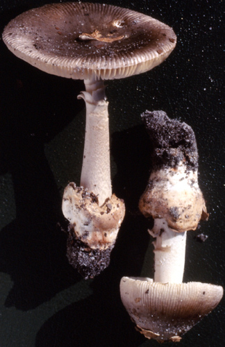 Amanita longicuneus