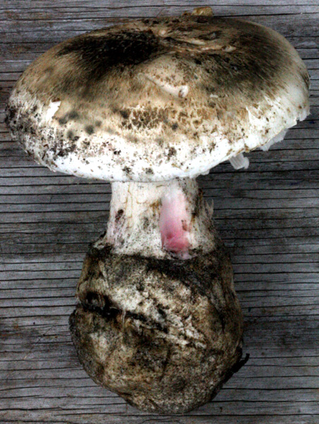 Amanita mutabilis &nbsp;