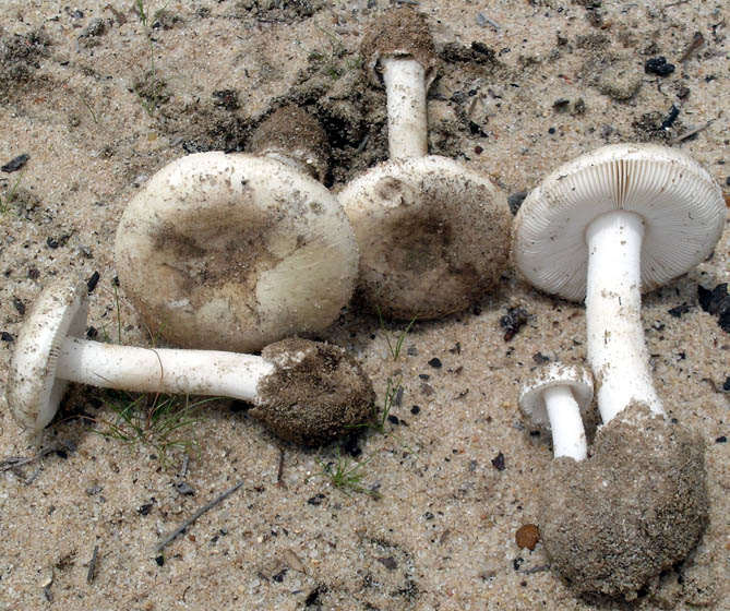 Amanita peckiana, photo by Dr. Clark L. Ovrebo, not from park.