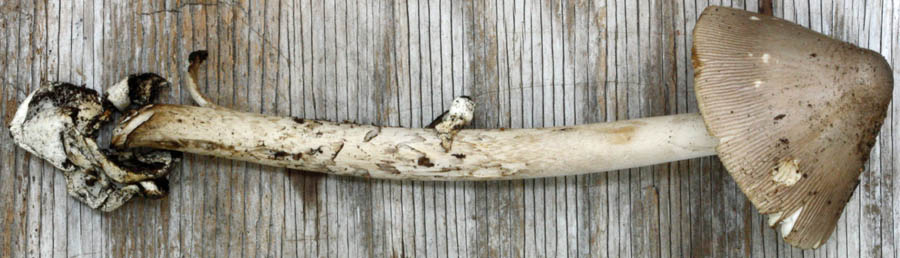 Amanita penetratrix