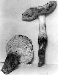 Amanita rhoadsii