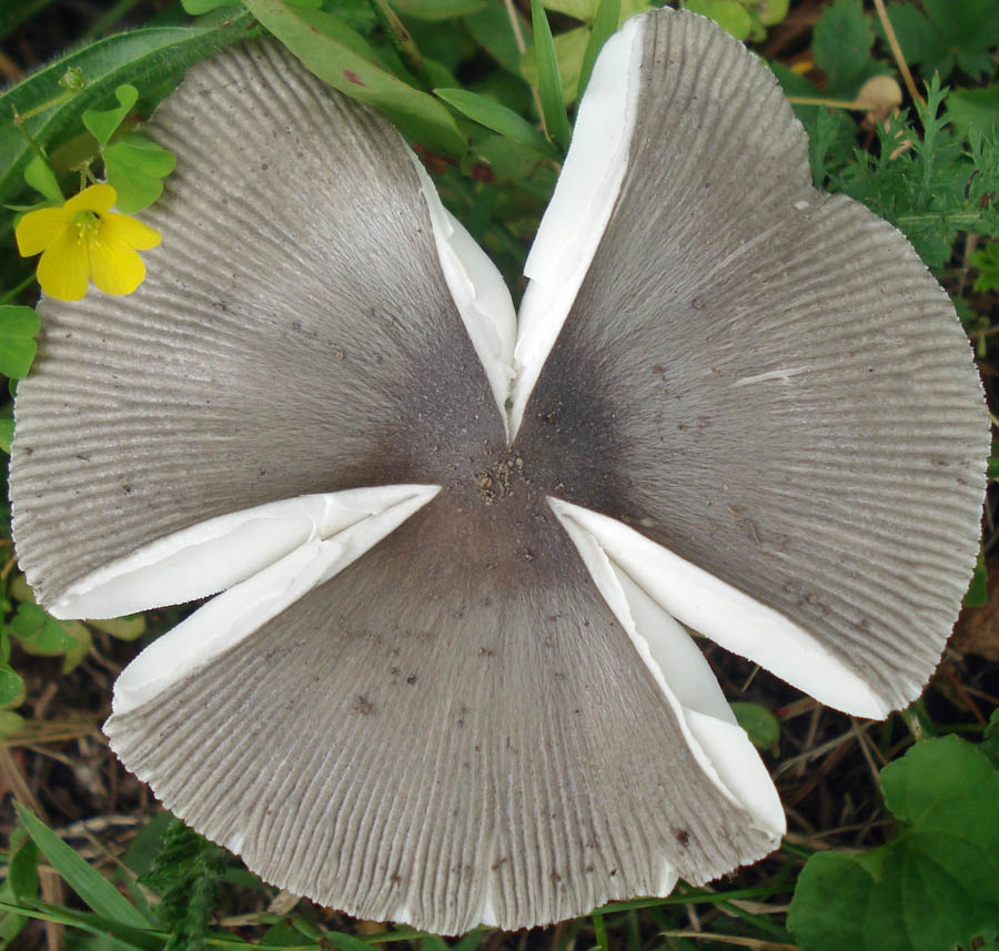 Amanita rooseveltensis