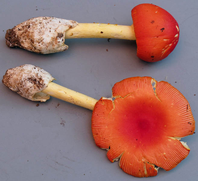 Amanita sp-AR01