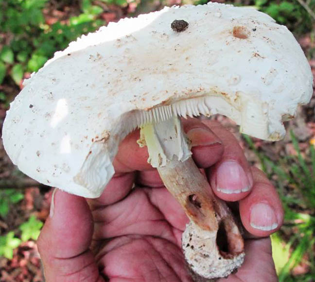 Amanita ostendemihi &nbsp;