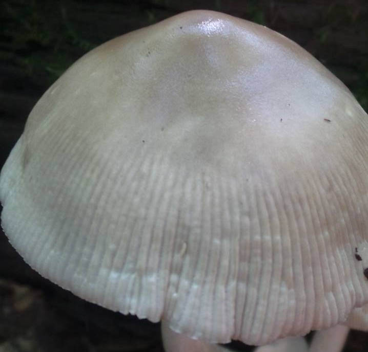 Amanita sp-N68 &nbsp;
