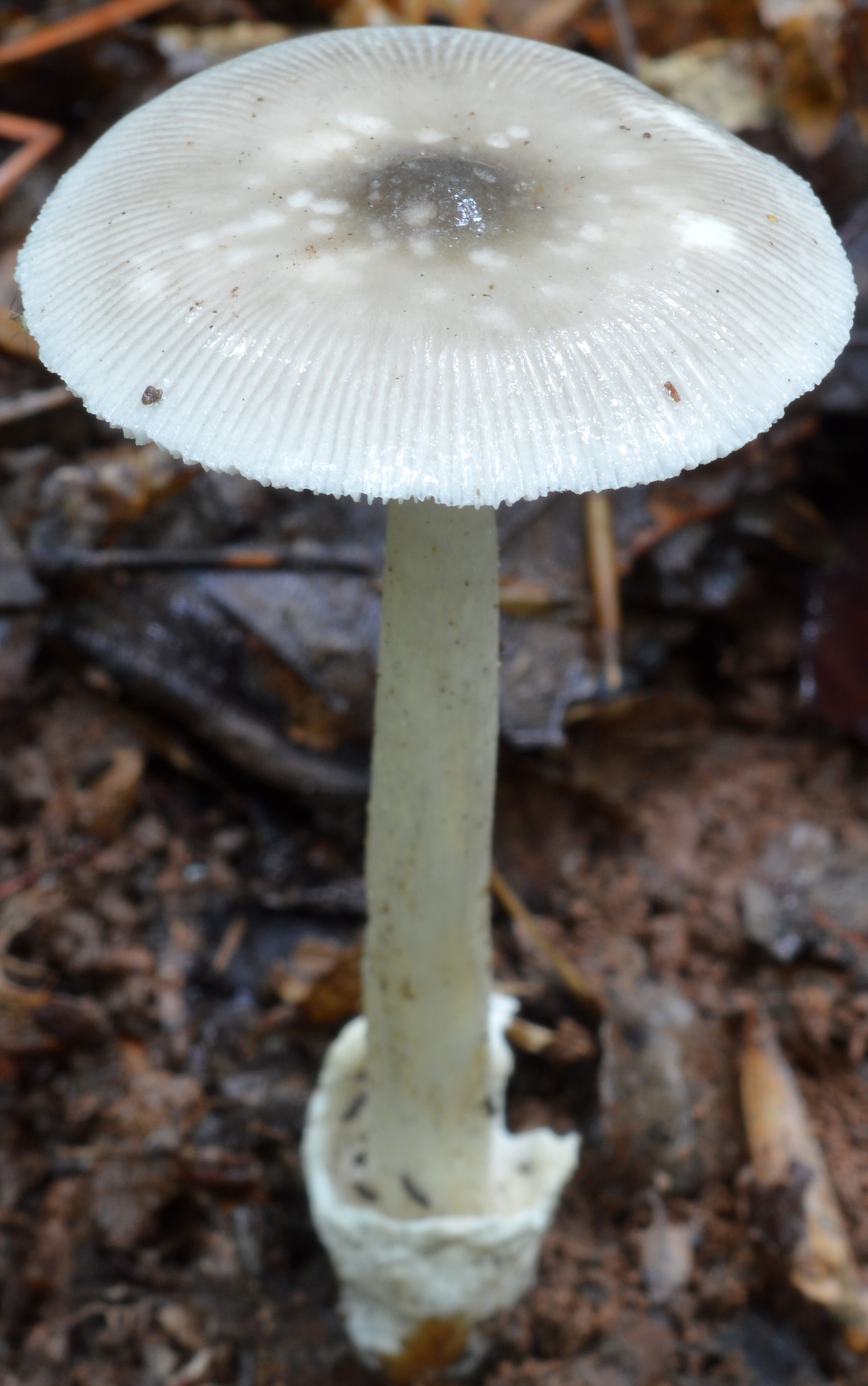 Amanita sp-S11  &nbsp;