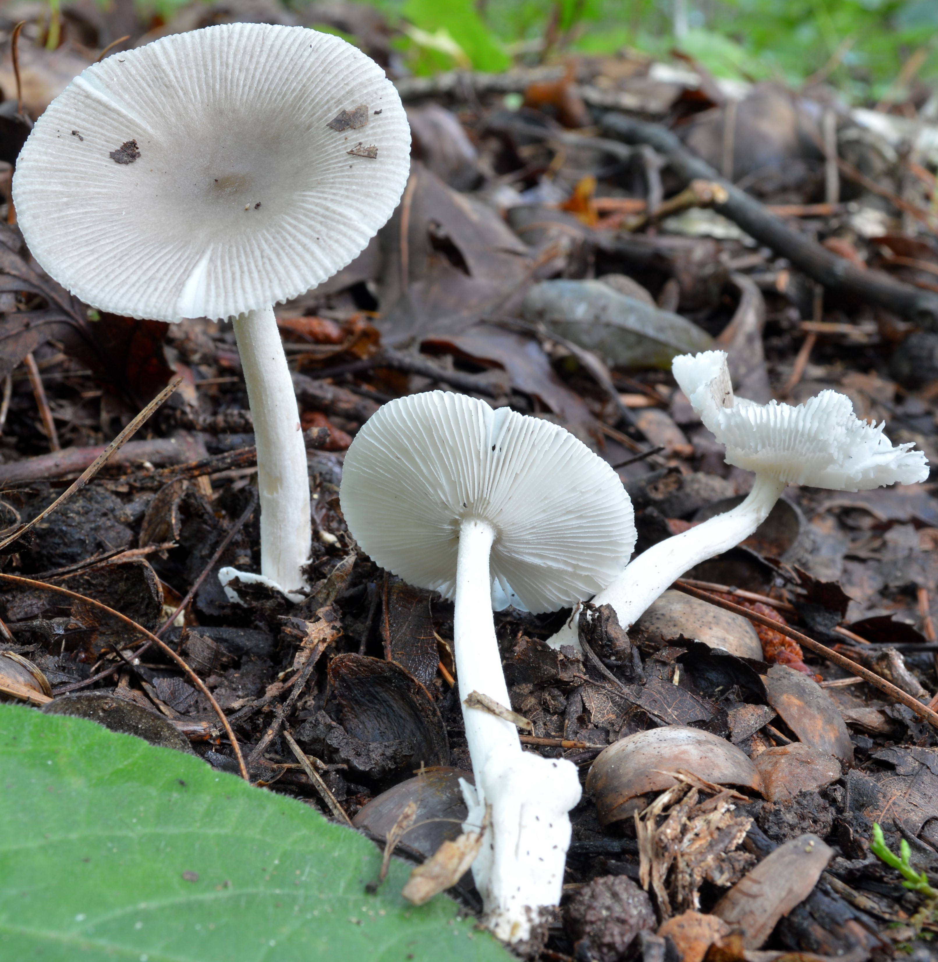 Amanita sp-S12  &nbsp;