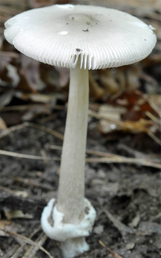 Amanita sp-S14  &nbsp;