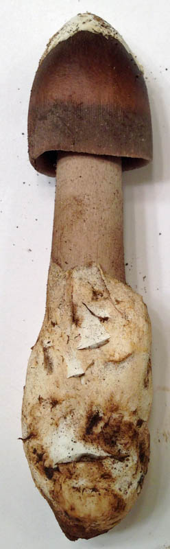 Amanita albemarlensis