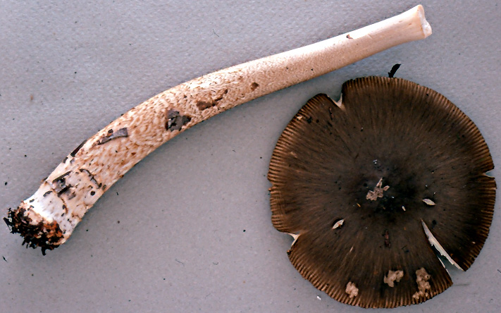 Amanita sp-N24 &nbsp;