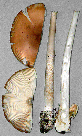 Amanita americrocea, Minnesota, U.S.A. RET 266-2.