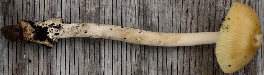 Amanita justicei